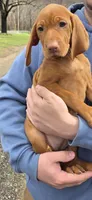 Little Gunner, a male Vizsla for sale in Roanoke, VA – Photo 2 of 3