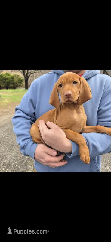 Little Gunner – Vizsla puppy for sale in Roanoke, VA