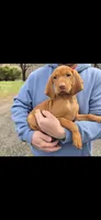 Little Gunner, a male Vizsla for sale in Roanoke, VA – Photo 1 of 3