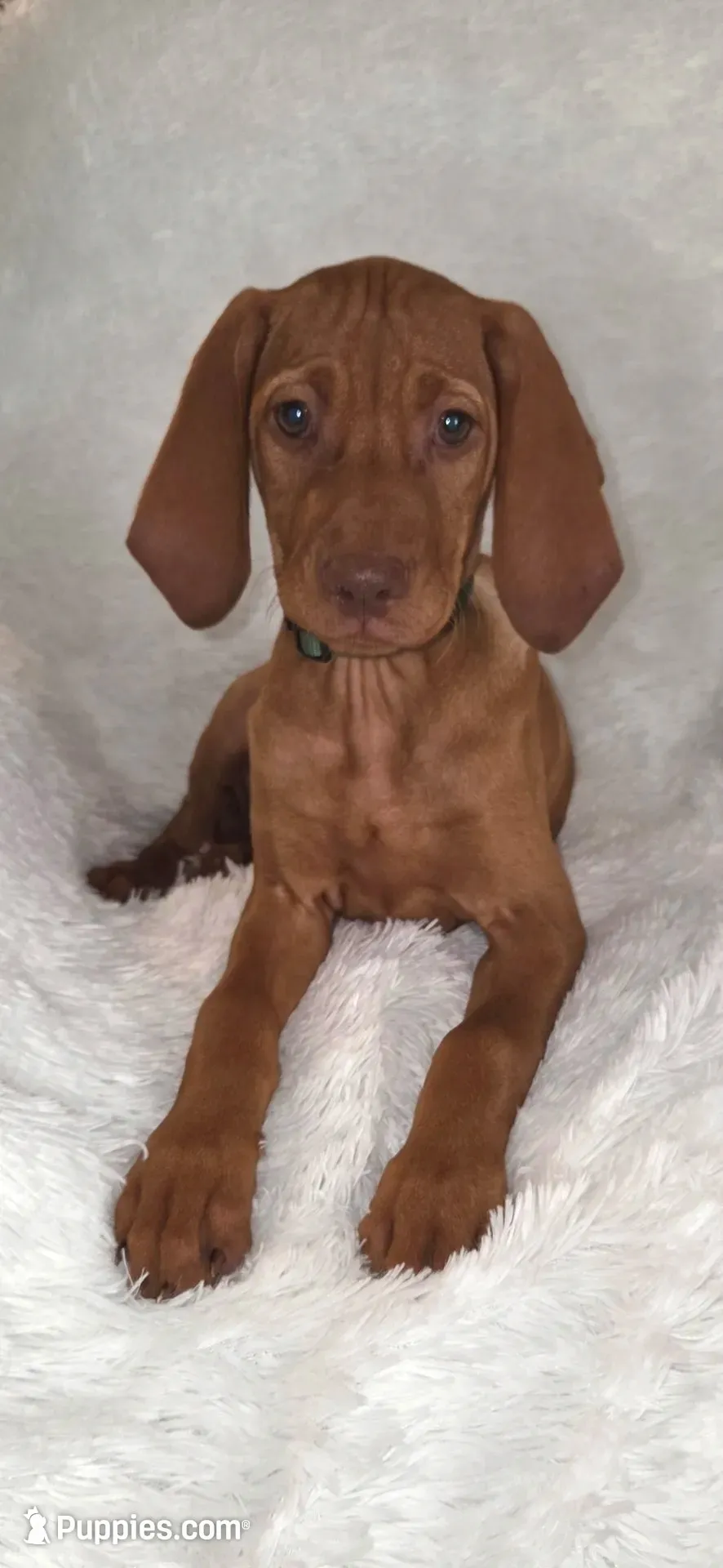Female #2, a female Vizsla for sale in Roanoke, VA – 1 of 9