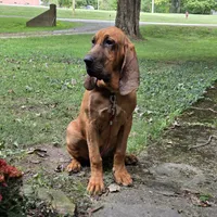Clyde , a male Bloodhound for sale in Lewisville, IN – 2 of 3