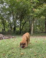 Clyde , a male Bloodhound for sale in Lewisville, IN – 3 of 3
