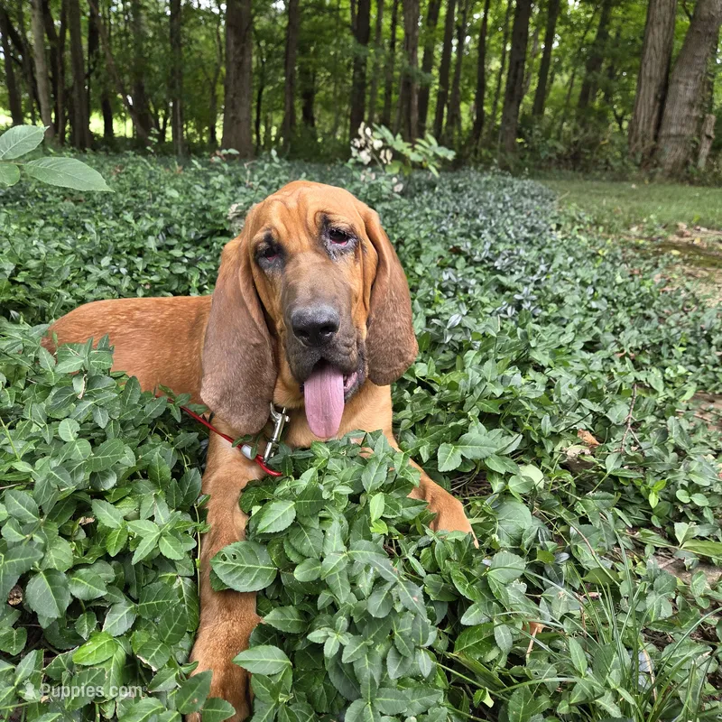 Clyde  – Bloodhound puppy for sale in Lewisville, IN
