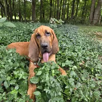 Clyde , a male Bloodhound for sale in Lewisville, IN – 1 of 3