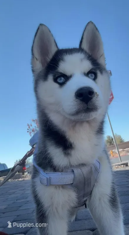 Momo – Siberian Husky puppy for sale in Las Vegas, NV