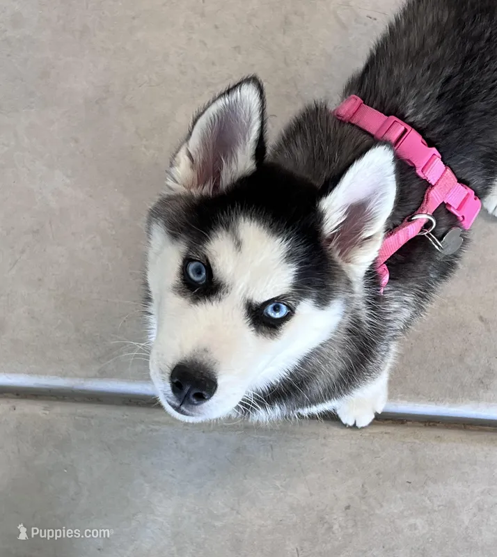 Momo – Siberian Husky puppy for sale in Las Vegas, NV