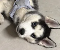 Momo, a female Siberian Husky for sale in Las Vegas, NV – Photo 3 of 5