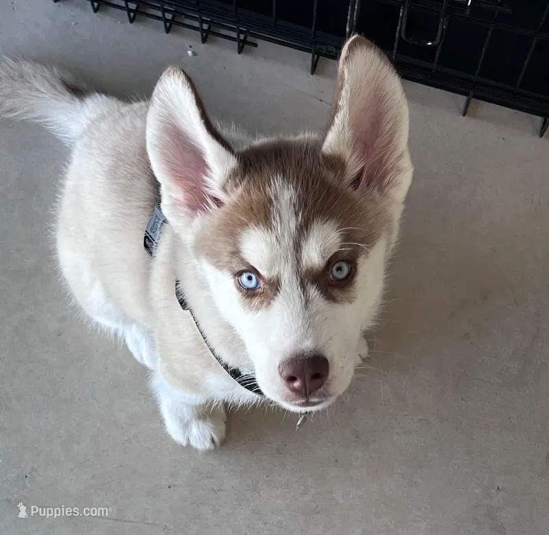Shoto – Siberian Husky puppy for sale in Las Vegas, NV