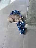 Shoto, a male Siberian Husky for sale in Las Vegas, NV – Photo 4 of 5