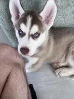 Shoto, a male Siberian Husky for sale in Las Vegas, NV – Photo 1 of 5