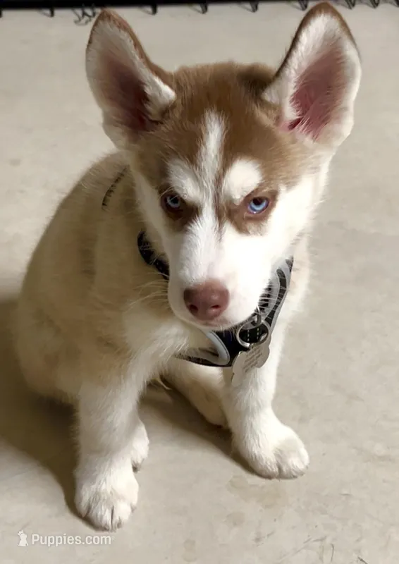 Shoto – Siberian Husky puppy for sale in Las Vegas, NV