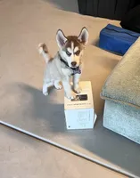 Shoto, a male Siberian Husky for sale in Las Vegas, NV – Photo 5 of 5