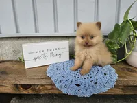 Marvin, a male Pomeranian for sale in Wolcottville, IN – 3 of 4