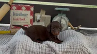 Brownie, a female Dachshund for sale in Ligonier, IN – 2 of 4