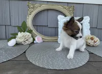 Briar, a female Papillon for sale in Wolcottville, IN – 3 of 4