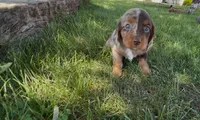Maple, a female Dachshund and Cavalier King Charles Spaniel for sale in Ligonier, IN – 2 of 3