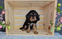 Wellington, a male Cavalier King Charles Spaniel for sale in Wolcottville, IN – Photo 3 of 5