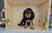 Wellington, a male Cavalier King Charles Spaniel for sale in Wolcottville, IN – Photo 5 of 5
