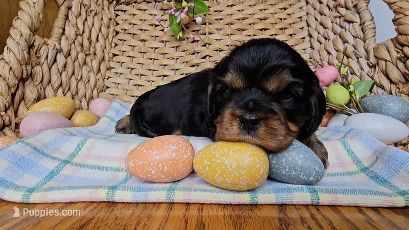 Wellington, a male Cavalier King Charles Spaniel for sale in Wolcottville, IN – Photo 1 of 1