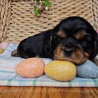 Wellington, a male Cavalier King Charles Spaniel for sale in Wolcottville, IN – Photo 4 of 5
