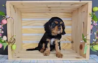 Wellington, a male Cavalier King Charles Spaniel for sale in Wolcottville, IN – Photo 1 of 5