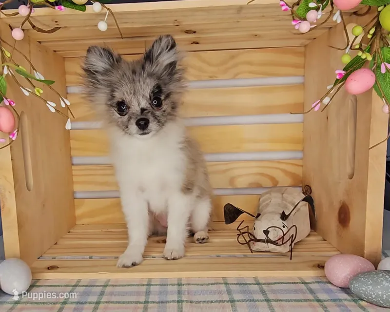 Lanie, a female Pomeranian for sale in Wolcottville, IN – Photo 1 of 3