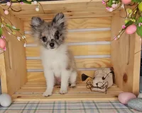 Lanie, a female Pomeranian for sale in Wolcottville, IN – Photo 1 of 3