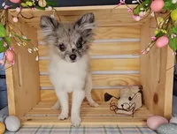 Lanie, a female Pomeranian for sale in Wolcottville, IN – Photo 3 of 3