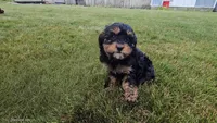 Willow, a female Cavapoo for sale in Wolcottville, IN – 2 of 4