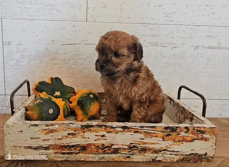 Lexie – Poodle - Miniature  puppy for sale in Ligonier, IN
