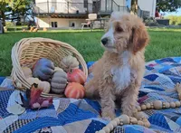 Barney, a male Miniature Goldendoodle for sale in Ligonier, IN – 2 of 9