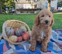 Buck, a male Miniature Goldendoodle for sale in Ligonier, IN – 3 of 9