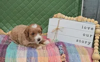 Walter, a male Goldendoodle for sale in Ligonier, IN – 2 of 3
