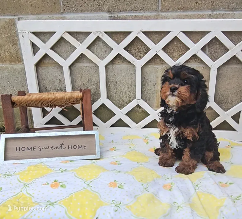 Timber – Cavapoo puppy for sale in Ligonier, IN