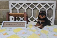 Timber, a female Cavalier King Charles Spaniel and Poodle - Toy  for sale in Ligonier, IN – 3 of 4