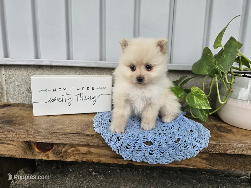 Ivory – Pomeranian puppy for sale in Wolcottville, IN
