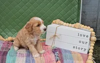 Winston, a male Goldendoodle for sale in Ligonier, IN – 2 of 3