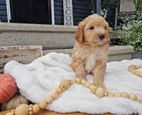 Rowan, a male Miniature Goldendoodle for sale in Ligonier, IN – 2 of 5