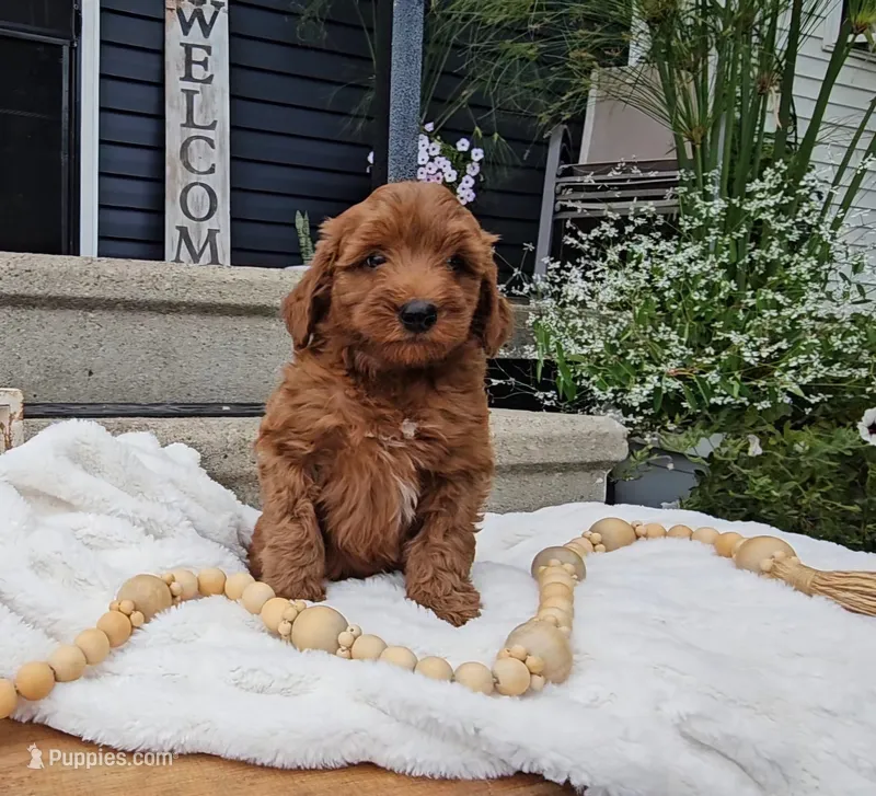 Hickory – Miniature Goldendoodle puppy for sale in Ligonier, IN