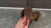 Brownie, a female Dachshund for sale in Ligonier, IN – 2 of 6