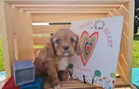 Henry, a male Cavalier King Charles Spaniel for sale in Wolcottville, IN – 1 of 1