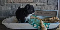 Milo, a male Chihuahua for sale in Wolcottville, IN – 2 of 10