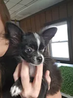 Milo, a male Chihuahua for sale in Ligonier, IN – 2 of 10