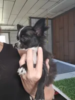 Milo, a male Chihuahua for sale in Ligonier, IN – 1 of 10