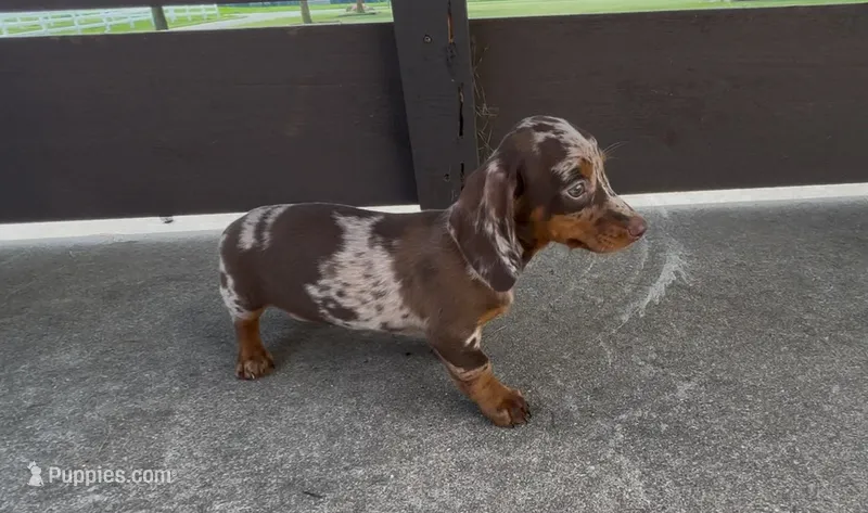 Pudding – Dachshund puppy for sale in Ligonier, IN