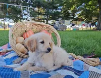 Harriet - F1B Doodle, a female Miniature Goldendoodle for sale in Ligonier, IN – 3 of 7