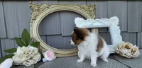 Wren, a female Papillon for sale in Wolcottville, IN – 2 of 4
