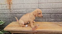 Twix, a female Jack Russell Terrier and Dachshund for sale in Wolcottville, IN – 2 of 2
