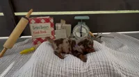 Toffee, a female Dachshund for sale in Ligonier, IN – 4 of 4
