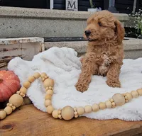 Buck, a male Miniature Goldendoodle for sale in Ligonier, IN – 5 of 9